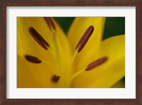Yellow Daylily Flower Close-Up 2 Fine Art Print