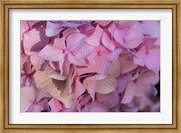 Pink Hydrangea Blossom 1 Fine Art Print