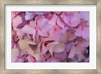 Pink Hydrangea Blossom 1 Fine Art Print