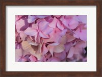 Pink Hydrangea Blossom 1 Fine Art Print