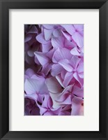 Pink Hydrangea Blossom 2 Fine Art Print