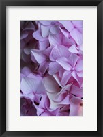 Pink Hydrangea Blossom 2 Fine Art Print