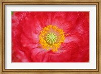 Red Poppy Flower Fine Art Print