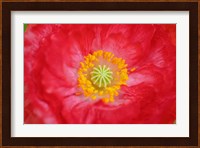Red Poppy Flower Fine Art Print