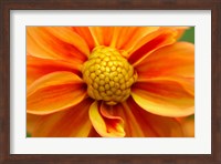 Orange Dahlia Bloom Fine Art Print