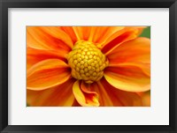 Orange Dahlia Bloom Fine Art Print