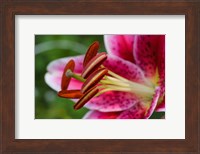 Stargazer Lily 1 Fine Art Print