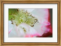 Garden Poppy 1 Fine Art Print