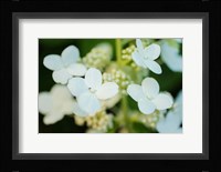 Hydrangea Bloom 2 Fine Art Print