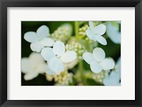 Hydrangea Bloom 2 Fine Art Print