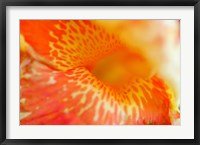 Orange Canna Flower Detail Fine Art Print