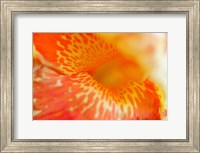 Orange Canna Flower Detail Fine Art Print