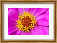 Hot Pink Zinnia Flower Fine Art Print