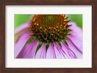 Pink Coneflower Fine Art Print