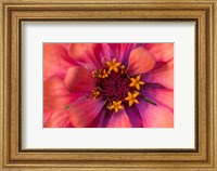 Zinnia Blossom 2 Fine Art Print