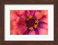 Zinnia Blossom 2 Fine Art Print