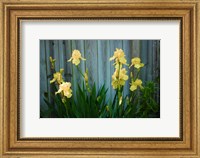 Yellow Bearded Iris And Rustic Wood Fence Fine Art Print