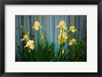 Yellow Bearded Iris And Rustic Wood Fence Fine Art Print