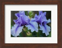 Lavender Iris 1 Fine Art Print