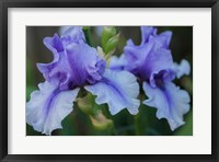 Lavender Iris 1 Fine Art Print