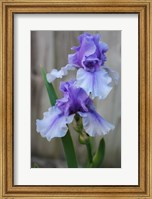 Lavender Iris 2 Fine Art Print