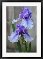 Lavender Iris 2 Fine Art Print