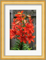 Orange Tiger Lily Fine Art Print