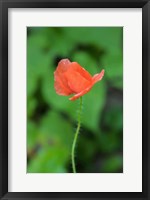 Poppy Flower Fine Art Print