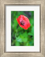 Red Poppy Flower 1 Fine Art Print