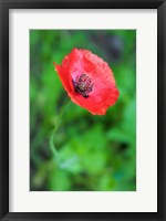 Red Poppy Flower 1 Fine Art Print