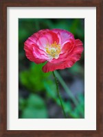 Pink Poppy Flower Fine Art Print