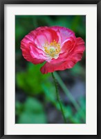 Pink Poppy Flower Fine Art Print