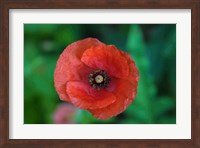 Red Poppy Flower 2 Fine Art Print