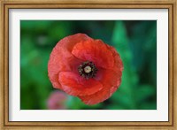 Red Poppy Flower 2 Fine Art Print