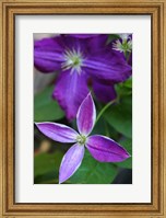Purple Clematis Flowers 1 Fine Art Print