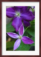 Purple Clematis Flowers 1 Fine Art Print
