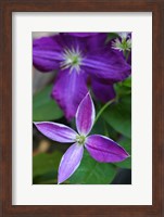 Purple Clematis Flowers 1 Fine Art Print