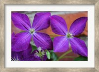 Purple Clematis Flowers 2 Fine Art Print