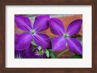 Purple Clematis Flowers 2 Fine Art Print