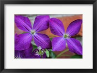 Purple Clematis Flowers 2 Fine Art Print