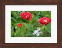 Red Poppy Flowers Fine Art Print