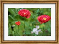 Red Poppy Flowers Fine Art Print