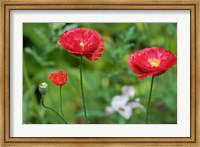 Red Poppy Flowers Fine Art Print