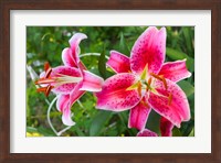 Magenta Stargazer Lily Fine Art Print