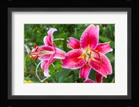 Magenta Stargazer Lily Fine Art Print
