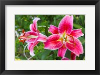 Magenta Stargazer Lily Fine Art Print