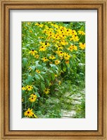 Black-Eyed Susan Flowers 1 Fine Art Print