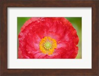 Red Poppy Flower Fine Art Print