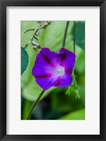 Purple Morning Glory 1 Fine Art Print