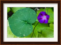 Purple Morning Glory 2 Fine Art Print